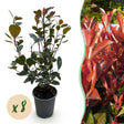 Livraison plante Photinia Little Red Robin – Lot de 8 – Hauteur 30 cm