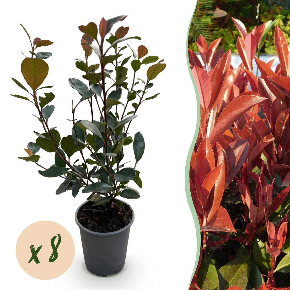Livraison plante Photinia Little Red Robin – Lot de 8 – Hauteur 30 cm