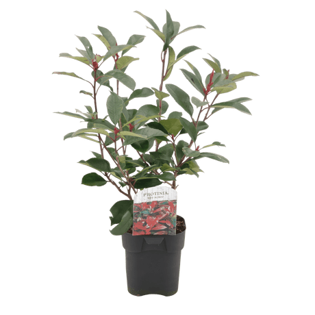 Livraison plante Photinia Red Robin – Lot de 6 – Pot 17 cm – Hauteur 55 cm