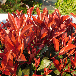 Livraison plante Photinia Red Robin – Lot de 6 – Pot 17 cm – Hauteur 55 cm