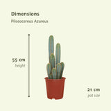 Livraison plante Pilosocereus Azureus - Cactus d'intérieur