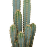Livraison plante Pilosocereus Azureus - Cactus d'intérieur