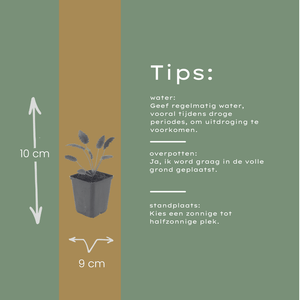 Livraison plante Pimprenelle officinale Tanna
