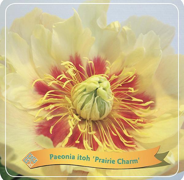 Livraison plante Pivoine 'Prairie Charm' jaune