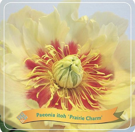 Livraison plante Pivoine 'Prairie Charm' jaune