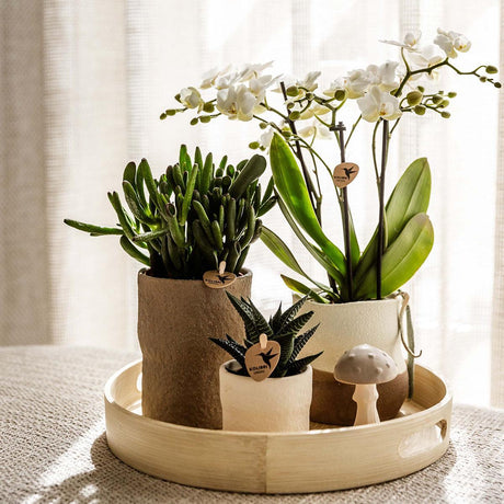 Livraison plante Plantenset Slow Living - Phalaenopsis Lausanne et Succulentes