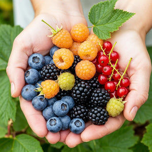 Livraison plante Plantes de baies Rainbow – Lot de 8 – Pot 9 cm