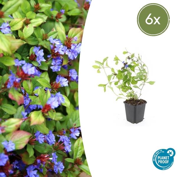 Livraison plante Plumbago de Chine