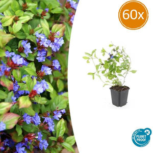 Livraison plante Plumbago de Chine