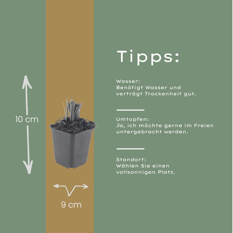 Livraison plante Plume du kansas Liatris spicata