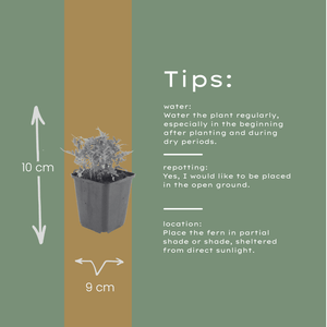 Livraison plante Polypode fougère