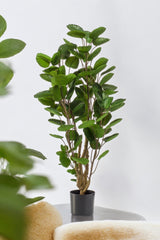 Livraison plante Polyscias Aralia plante artificielle - h105cm, Ø12cm