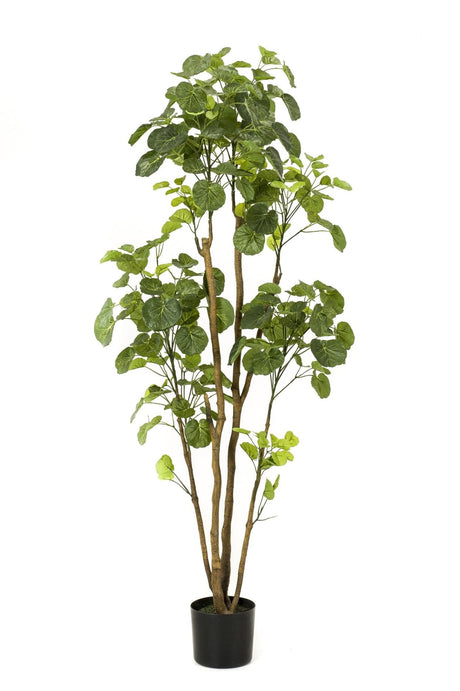 Livraison plante Polyscias Aralia plante artificielle - h160cm, Ø14cm