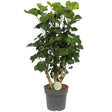 Livraison plante Polyscias 'Lemon'