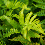 Livraison plante Polystichum fougère à peigne