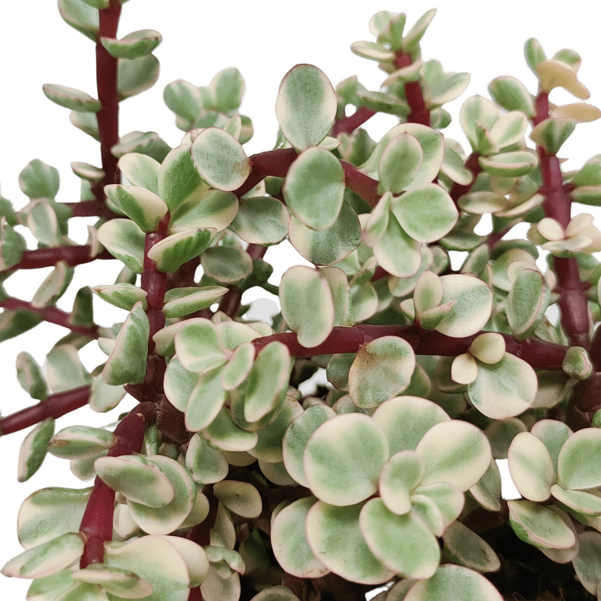 Livraison plante Portulacaria afra Variegata - plante d'intérieur succulente