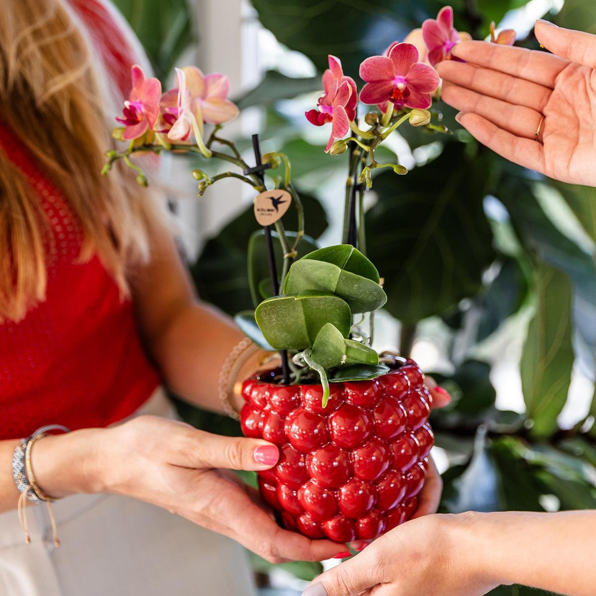 Livraison plante Pot en céramique rouge