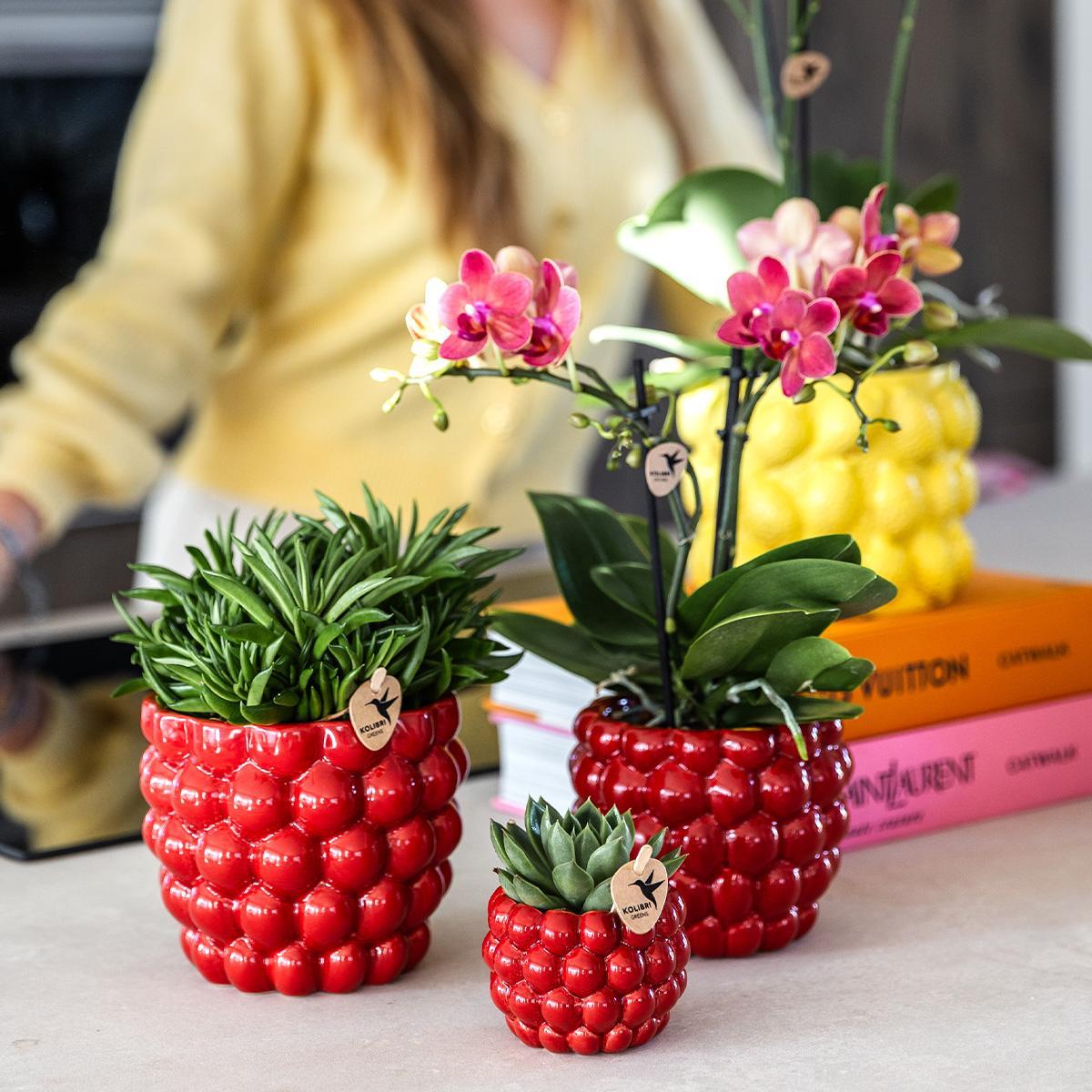 Livraison plante Pot en céramique rouge pour plantes