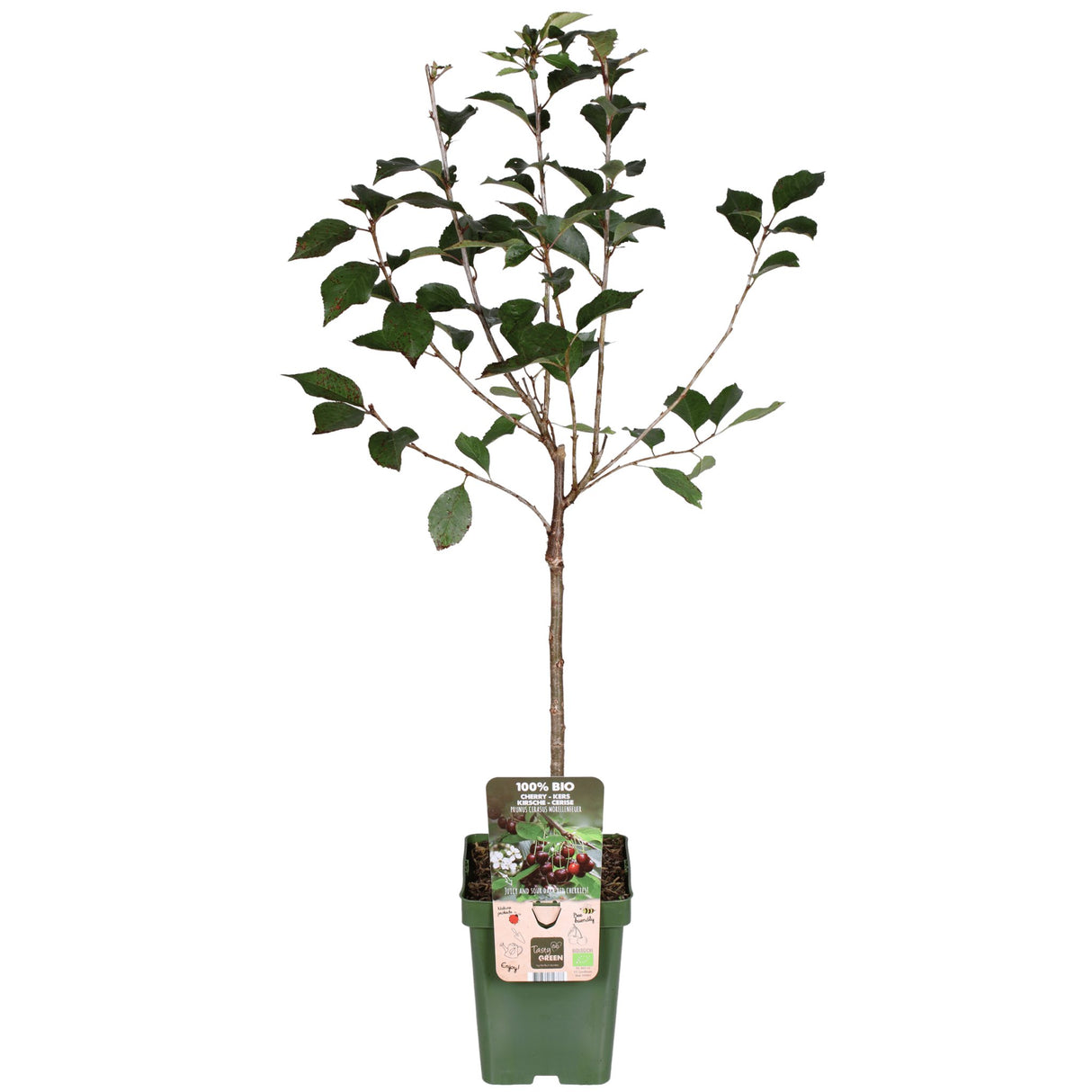 Livraison plante Prunier 'Morellenfeuer' - h100cm, Ø23cm - grande plante d'extérieur