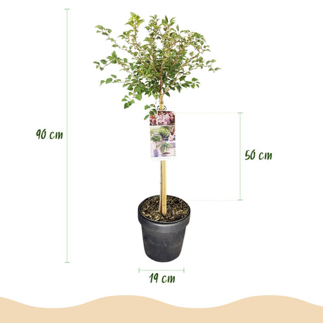 Livraison plante Prunus incisa Koujou - no - mai – Pot 19 cm – Hauteur 90 cm