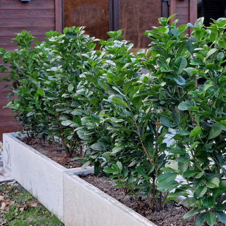 Livraison plante Prunus laurocerasus Etna – Lot de 6 – Hauteur 50 cm