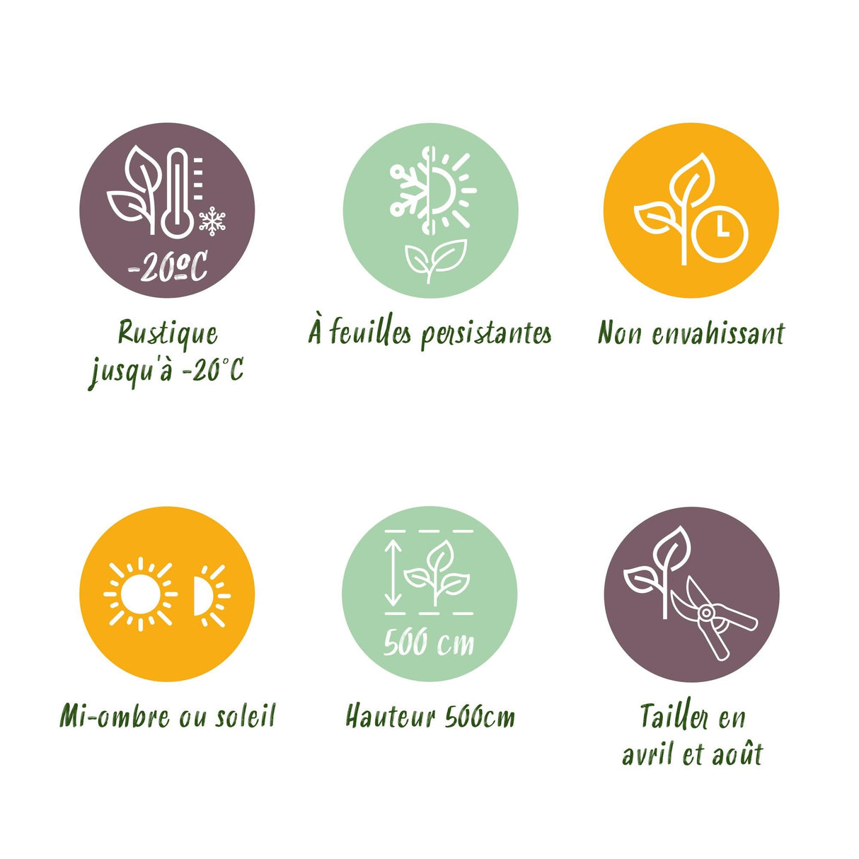 Livraison plante Prunus laurocerasus Novita – Lot de 6 – Pot 17 cm