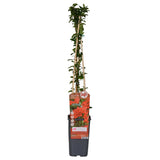 Livraison plante Pyracantha Coccinea 'colonne rouge' - Lot de 4