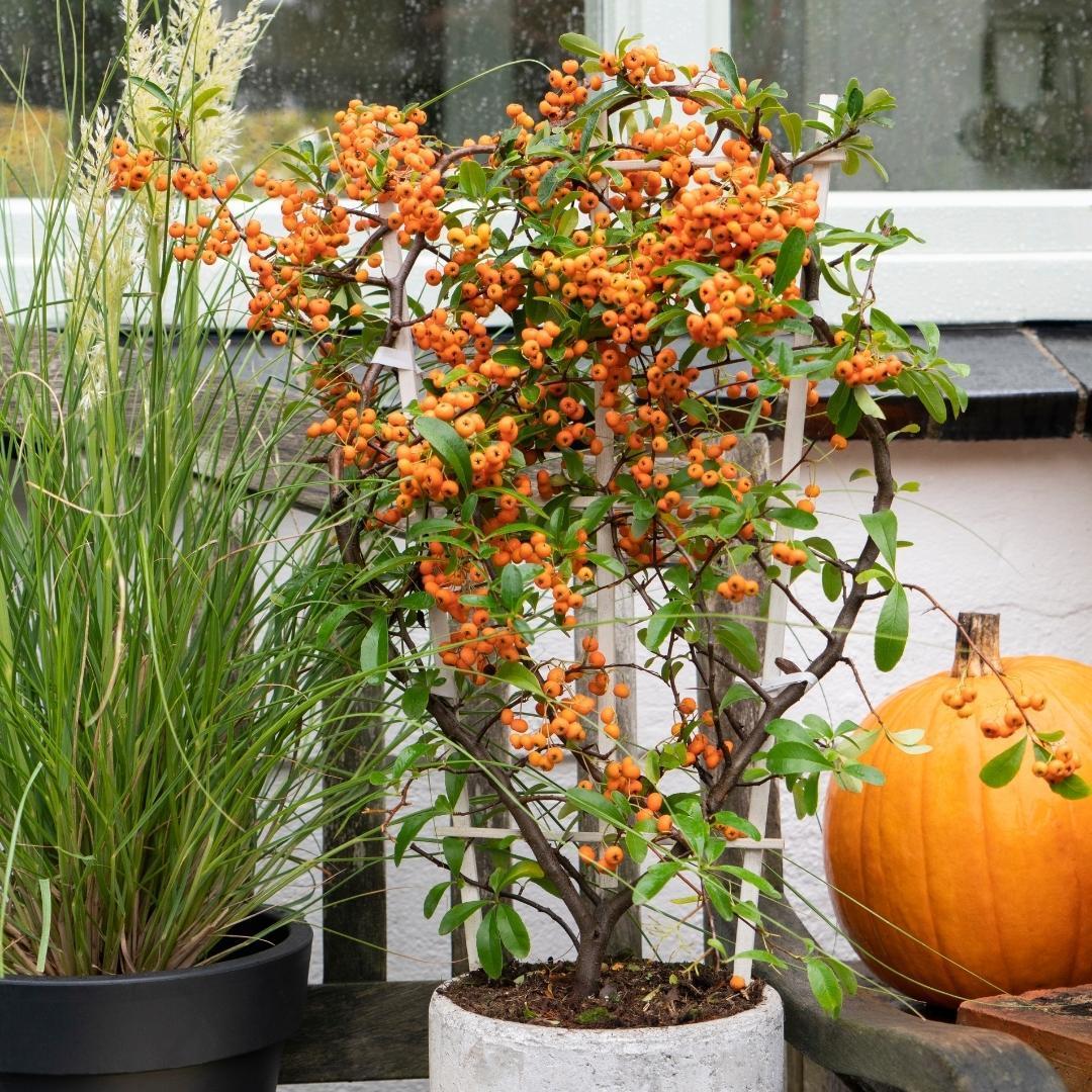 Livraison plante Pyracantha coccinea Orange Star