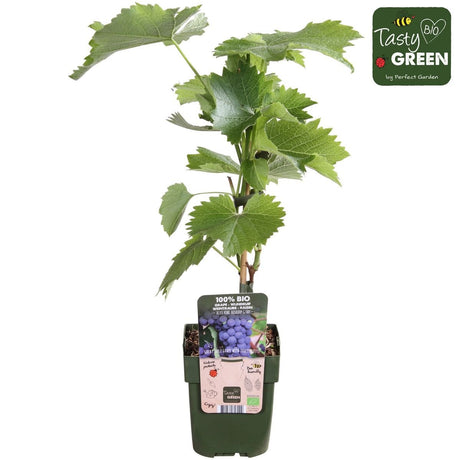 Livraison plante Raisin Bio