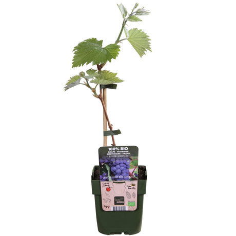 Livraison plante Raisin Bio