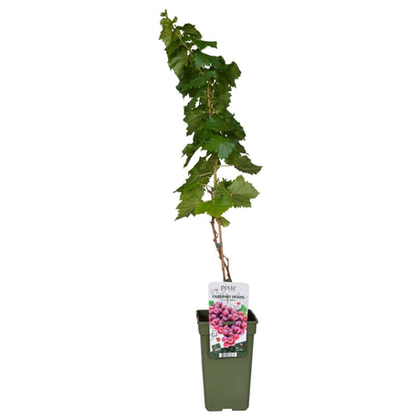 Livraison plante Raisin rouge Bio