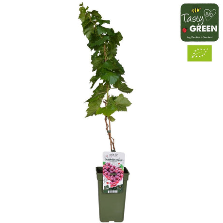 Livraison plante Raisin rouge Bio