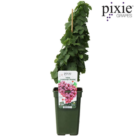 Livraison plante Raisin rouge Bio