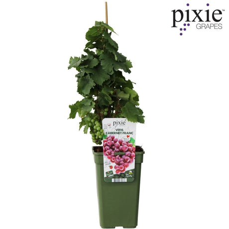 Livraison plante Raisin rouge Bio