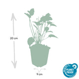 Livraison plante Renouée amplexicaule