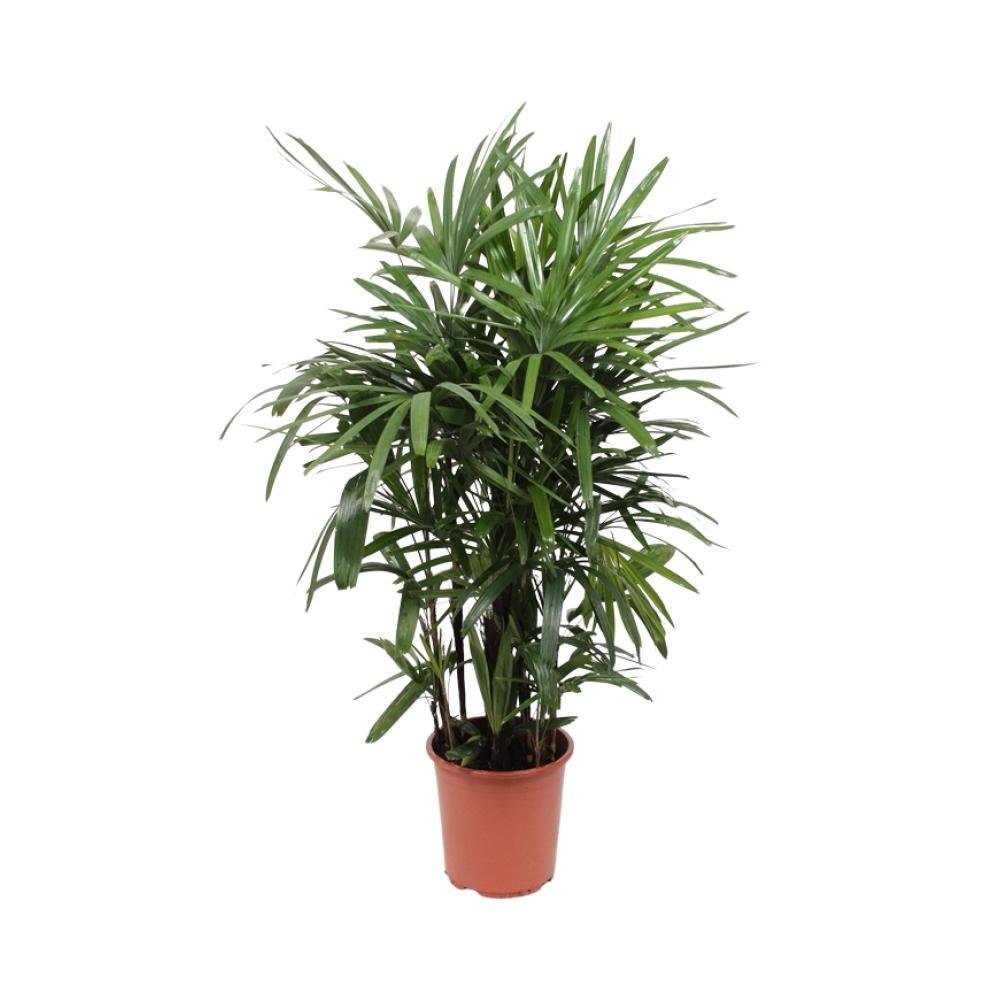 Livraison plante Rhapis Excelsa