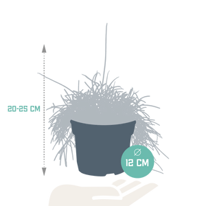 Livraison plante Rhipsalis Baccifera Oasis h26cm