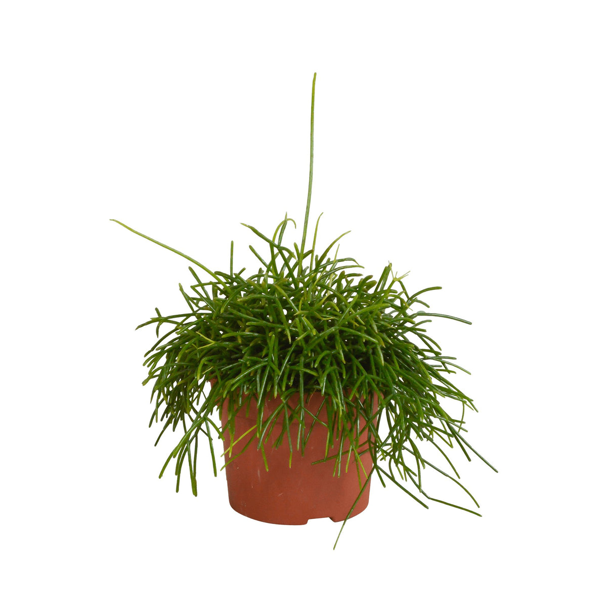 Rhipsalis Baccifera Oasis h26cm – Sukkulente für den Innenbereich