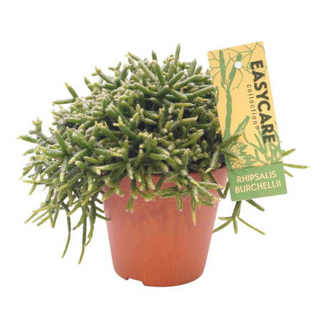 Livraison plante Rhipsalis Burchellii