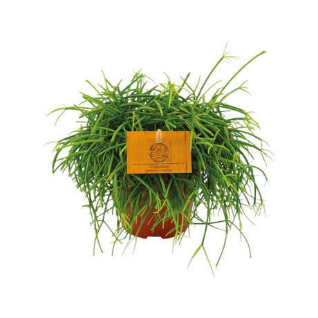 Livraison plante Rhipsalis Cashero