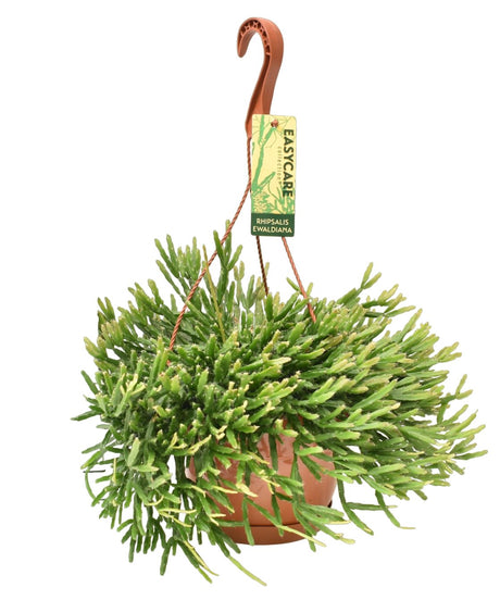 Livraison plante Rhipsalis Ewaldiana