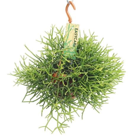 Livraison plante Rhipsalis Heteroclada