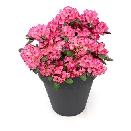 Livraison plante Rhododendron 'Wine & Roses'® - ↨20cm - Ø13cm - arbuste fleuri