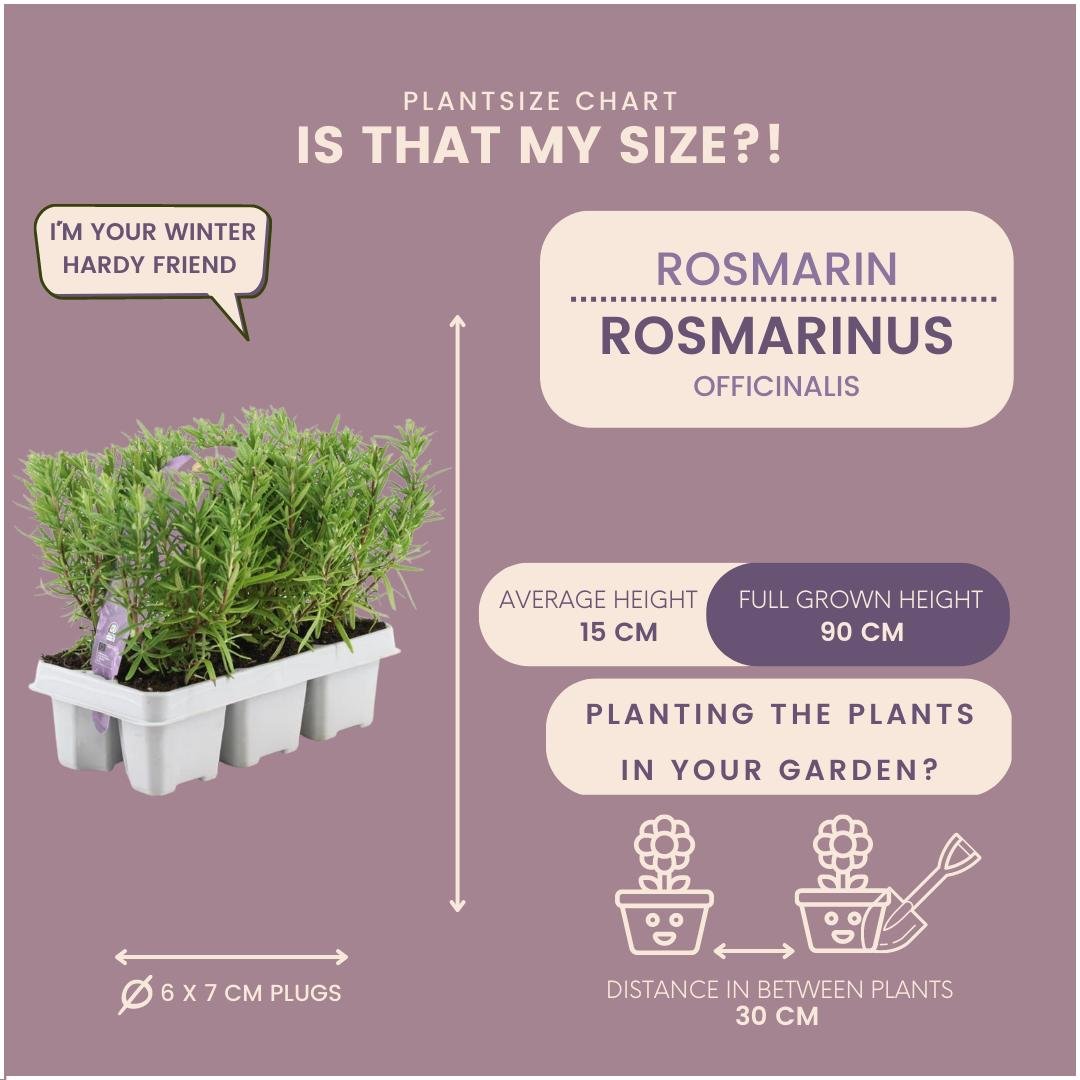 Livraison plante Romarin - 4 packs de 6