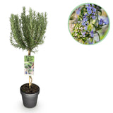Livraison plante Romarin officinalis – Lot de 1 – Pot 19 cm – Hauteur 90 cm