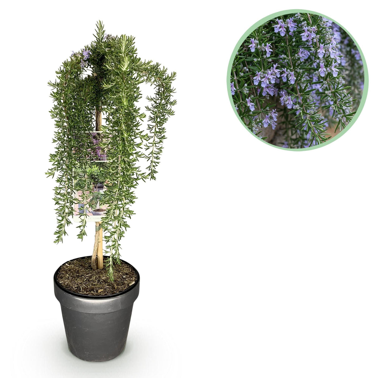Livraison plante Romarin Prostratus – Pot 19 cm – Hauteur 90 cm