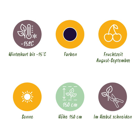 Livraison plante Ronce Thornless Evergreen – Lot de 6 – Pot 9 cm