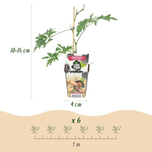 Livraison plante Ronce Thornless Evergreen – Lot de 6 – Pot 9 cm