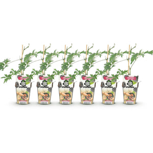 Livraison plante Ronce Thornless Evergreen – Lot de 6 – Pot 9 cm