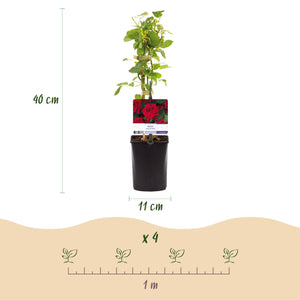 Livraison plante Rose grimpante Red Climber – Lot de 2 – Hauteur 40 cm